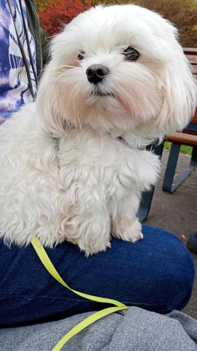 MALTAŃCZYK maltańczyk szczeniak piesek ZKwP (FCI)