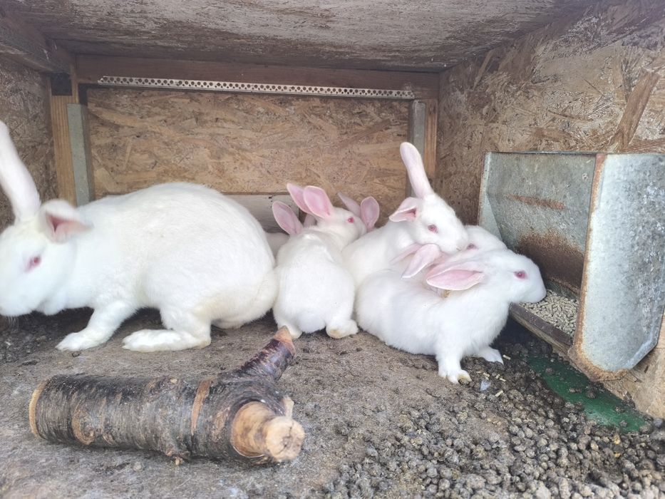 Кролики молодняк