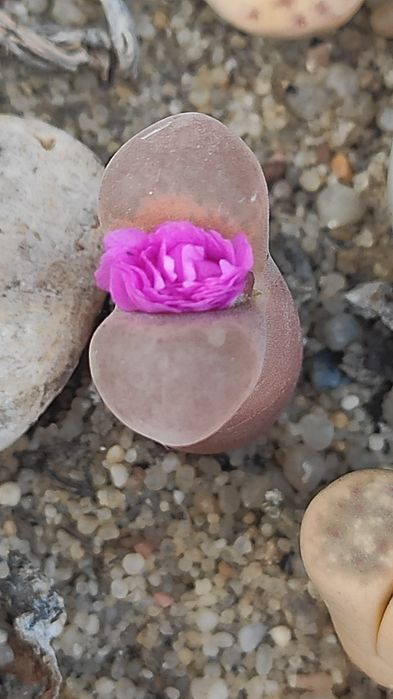 Насіння літопсів