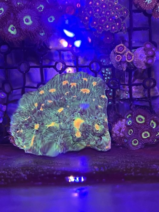 Coral Frsgs enormes chalice soace invader