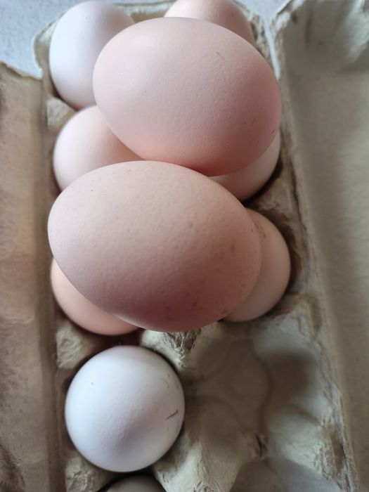 Wiejskie kurze jajka