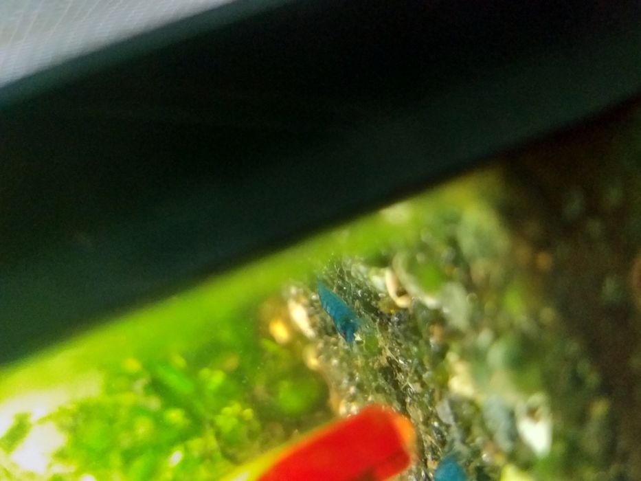 Promocja !!! Neocardina Blue velvet. Niebieskie.