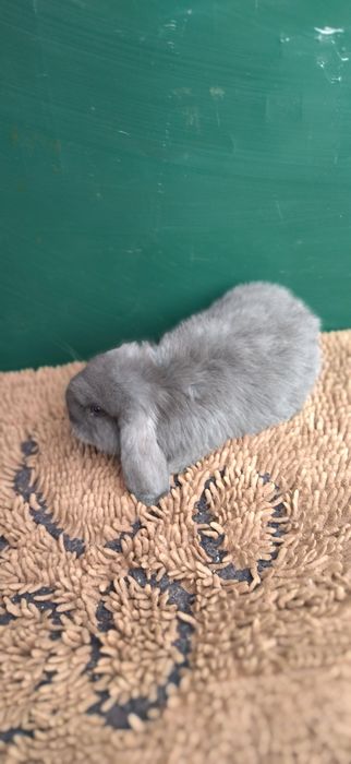 Кролики різних порід