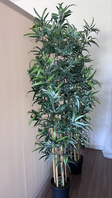 Dois bambus ikea 1,70cm