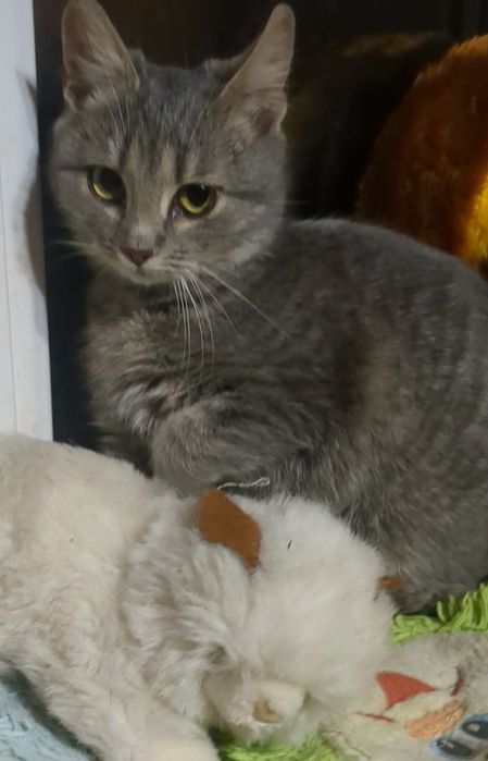 Кішка 3 місяці у добрі і руки