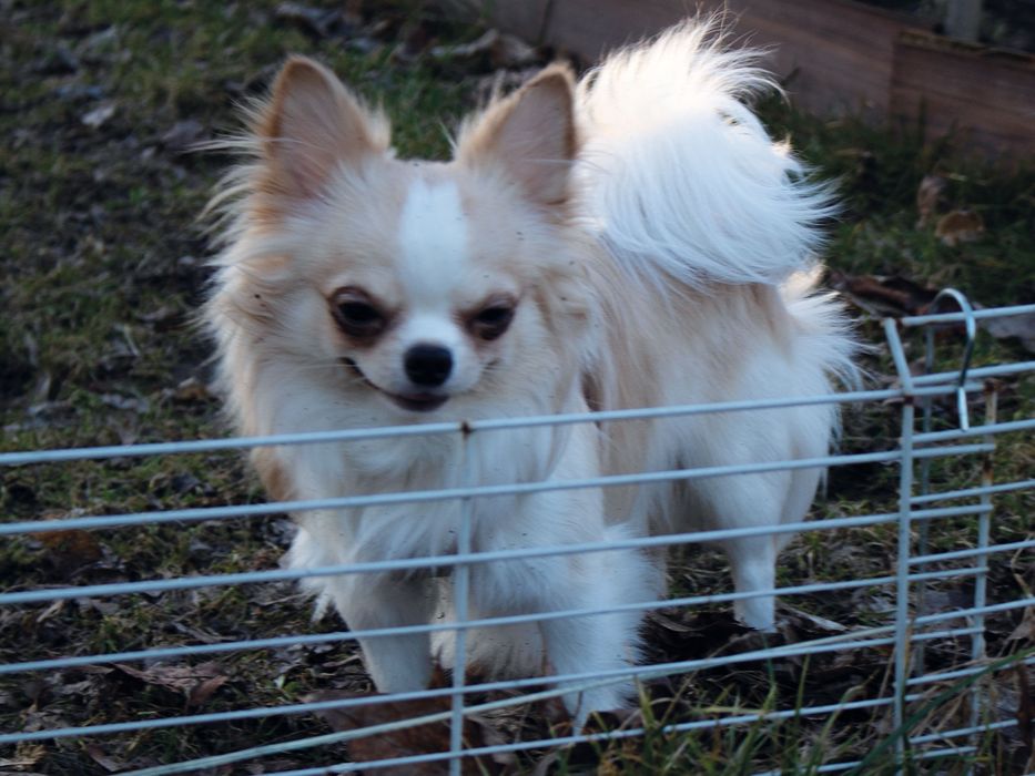 Reproduktor krycie Chihuahua długowłosy