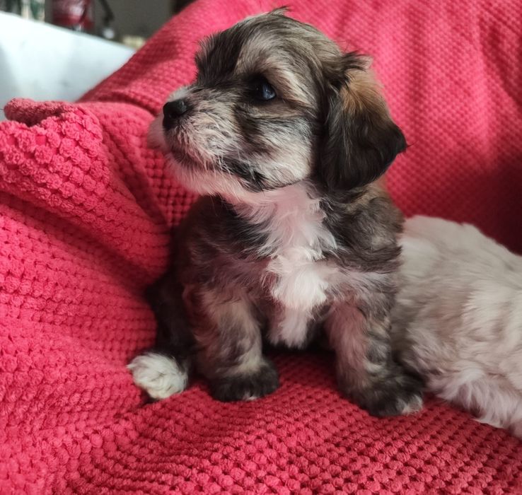 Śliczny hawańczyk ( kuzyn shitzu, maltańczyka)