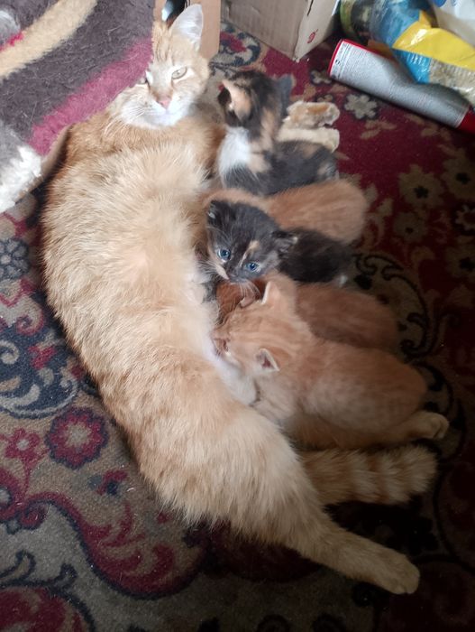 Кошенята в добрі руки