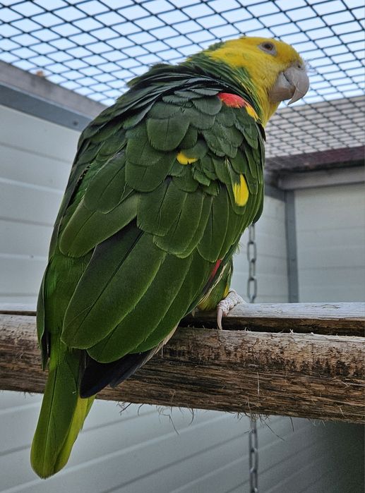 Papagaio Amazonas Oratrix Magna Macho 2014