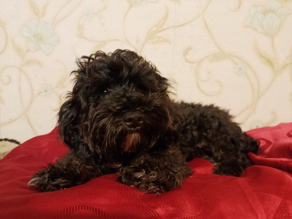 Мальтипу мальчик F2