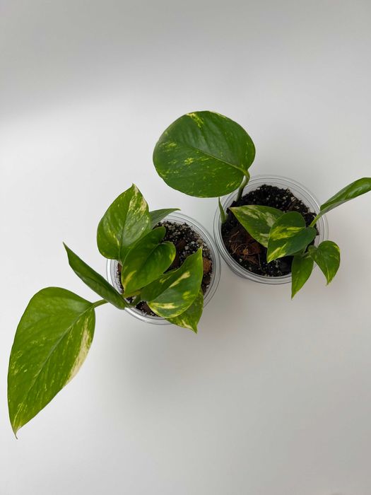 Епіпремнум, Філодендрон, Пілея, Хлорофітум