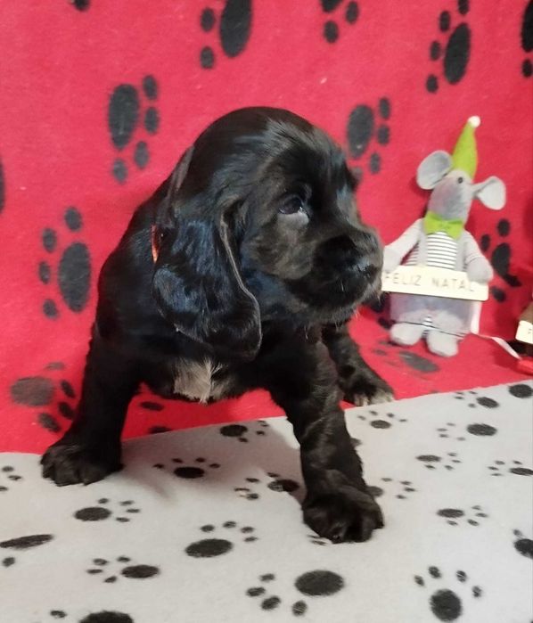 Cocker spaniel preto/a