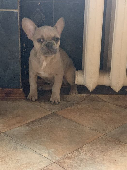 Девочка французик. Изабеллова мерле