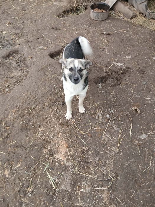 Oddam pieska i suczkę