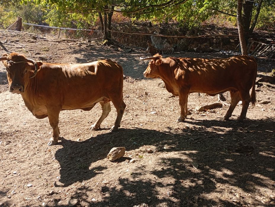 Vendo vacas minhotas