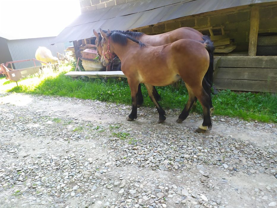 Klacze matka i córka