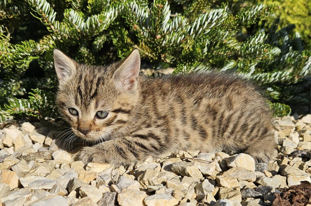 Кошенята  шотландские чистокровные (вислоухой породы)