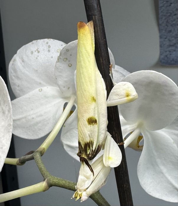 Zapowiedź urodzin modliszki storczykowej