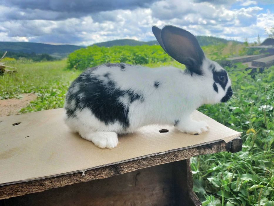 Кролі породи Німецький строкатий велетень . Шиншила .