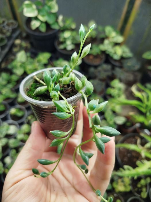 Хрестовник каплевидний Варієгатний