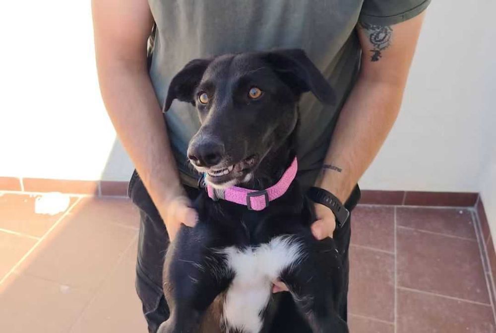 Adoção responsável– Maggie 6 meses