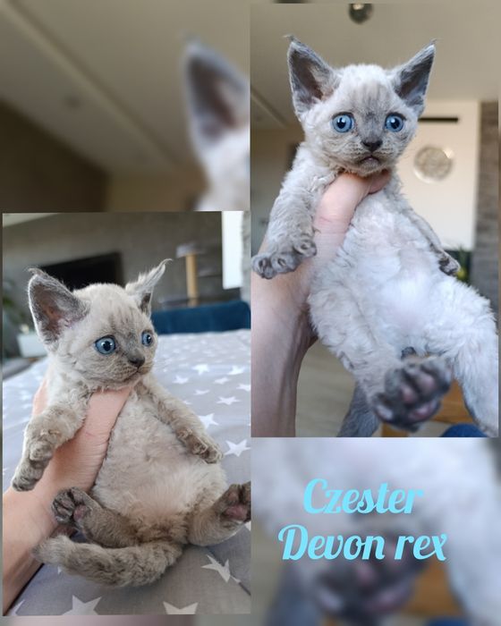 Kocurek Devon rex point rodowód FPL