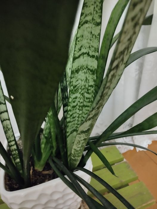 Сансевиерия - комнатное растение