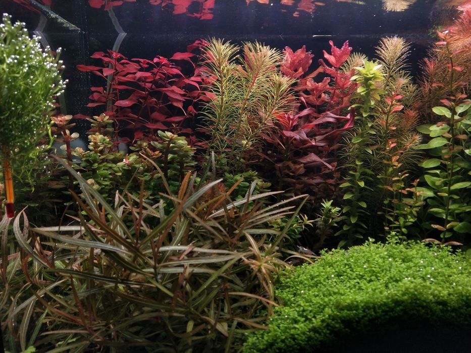 Ludwigia Mini sp. Super Red