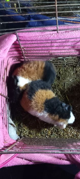 Свинка трехцветная