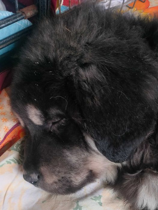 Цуценя тибетского мастіфа