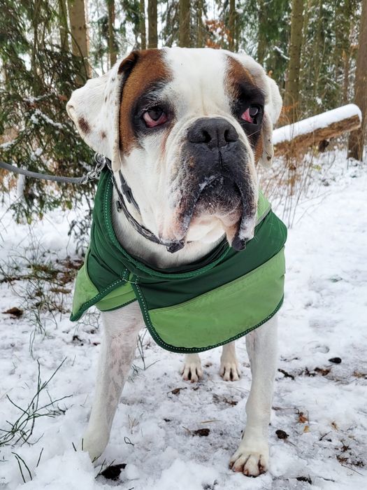 Przyjazny  pies w typie boksera szuka domu / do adopcji