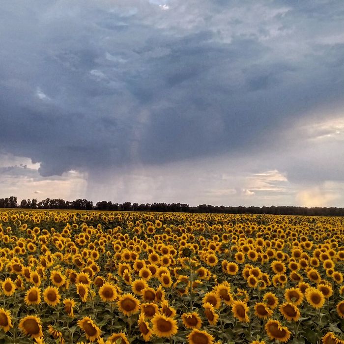Мед з власної пасіки