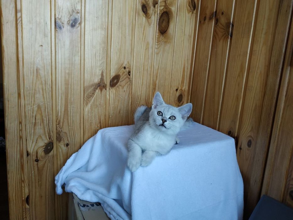 Котик ліг та відпочиває