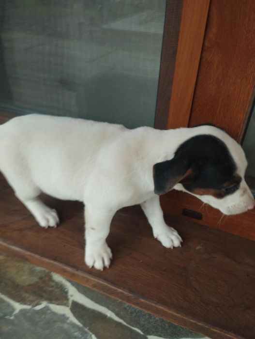 Собачки породи Джек Рассел