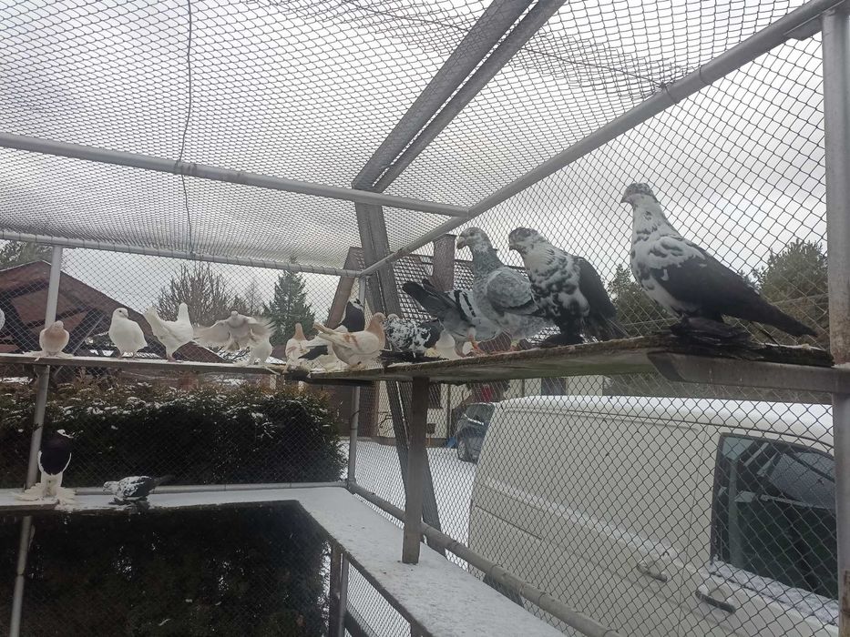 Gołębie ozdobne różne