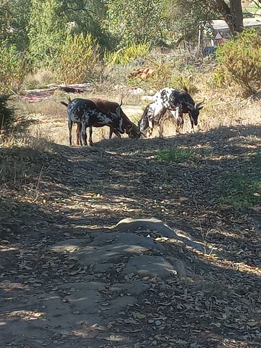 Cabras algarvias para venda