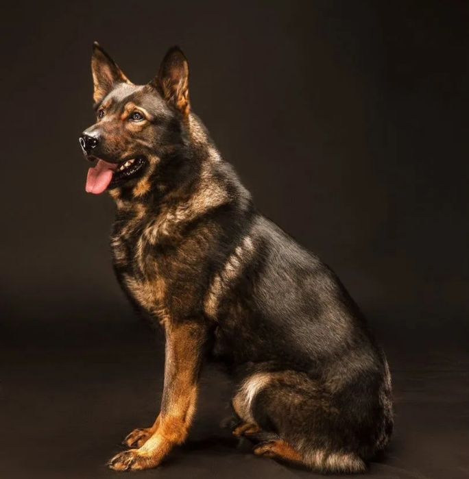 НО рабочее разведение