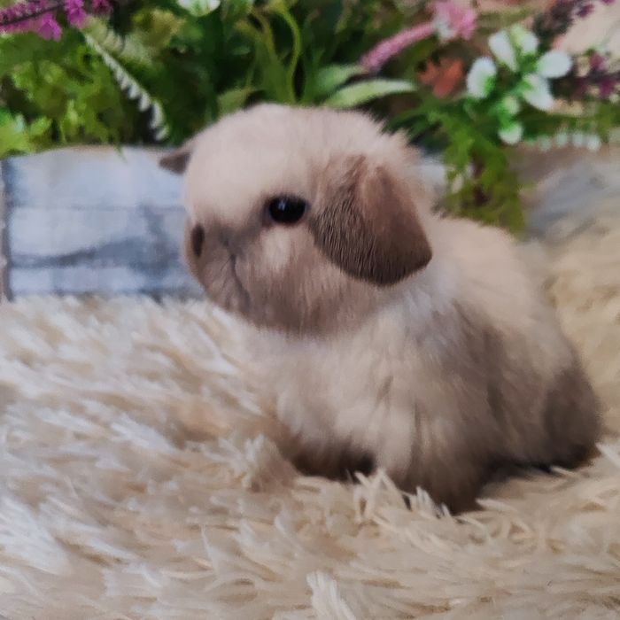 Króliki Mini Lop