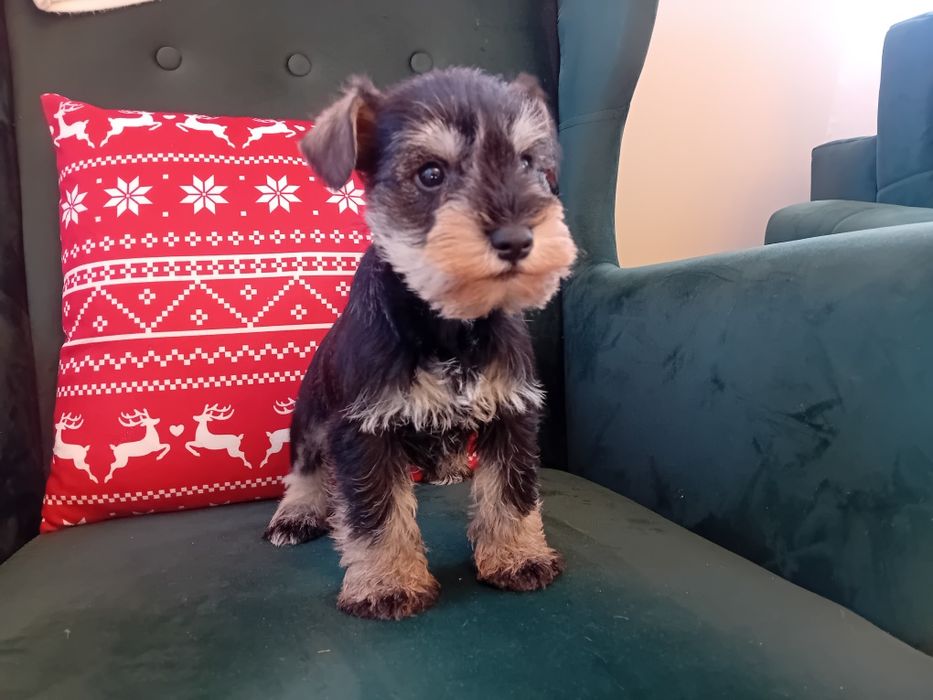 Sznaucer Miniaturowy