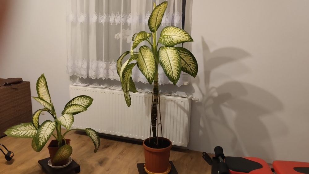 Duża difenbachia