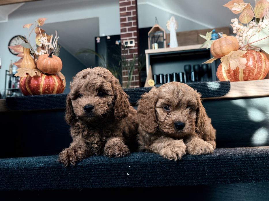 Cavapoo  piesek F1b
