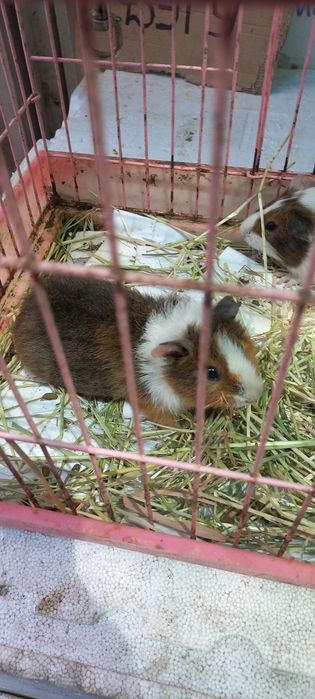 Свинки морские разные