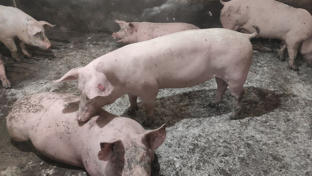 Продам свинок ( Ф1) Велика Біла + Ландрас