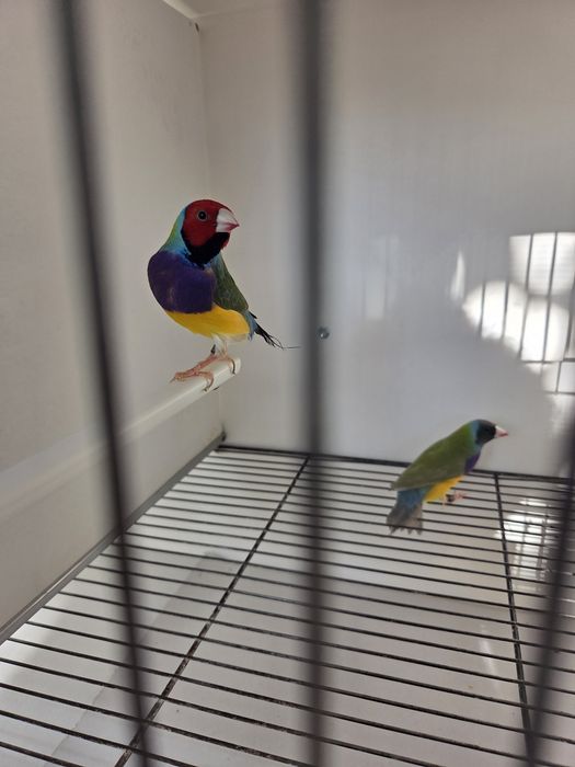 Diamantes de Gould de 2026 prontos a criar