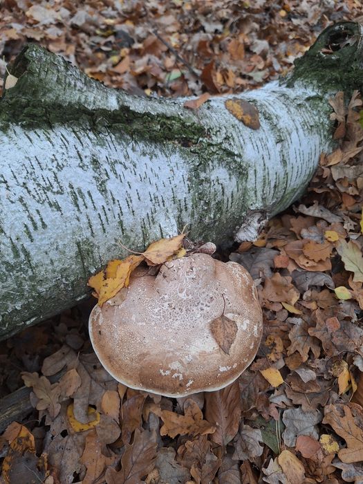 Białoporek brzozowy