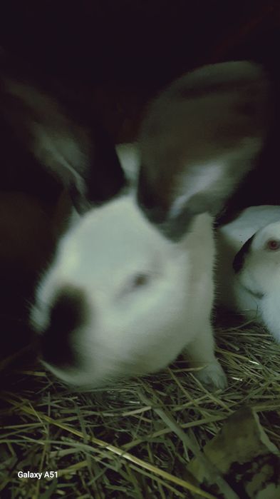 Продую кролі Каліфорнійці одним 5місяців можна злучать, а другим а дру