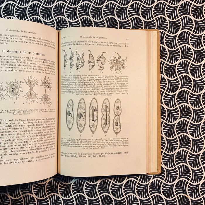 Compêndio de Zoologia General - A. Kuhn