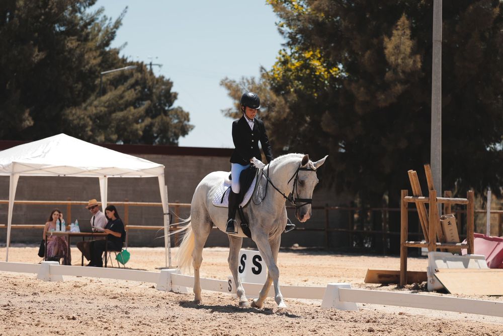 Cavalo puro sangue lusitano