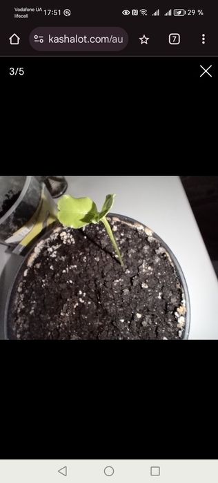 Лайм отросток, саженец 1 шт. цитрус