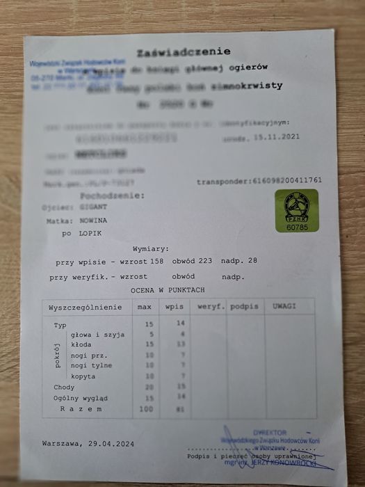 Sprzedam  ogiera zimnokrwistego